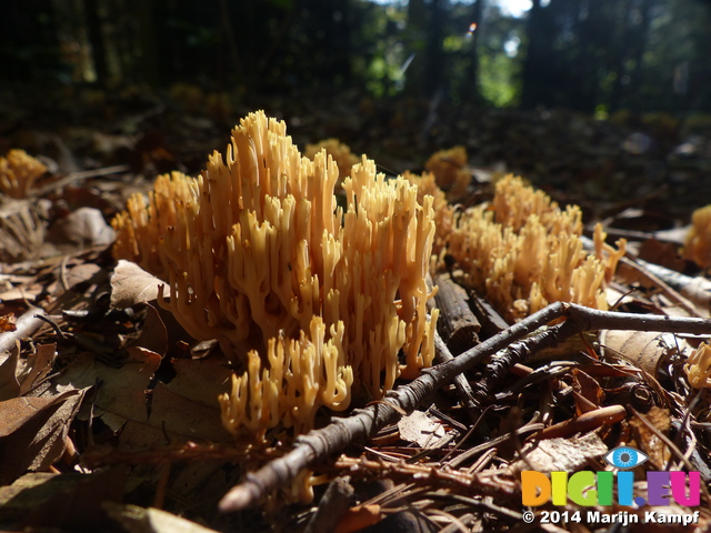 FZ008564 Strict-branch coral fungus (Ramaria stricta)